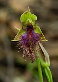Calochilus robertsonii Purple Beard-orchid